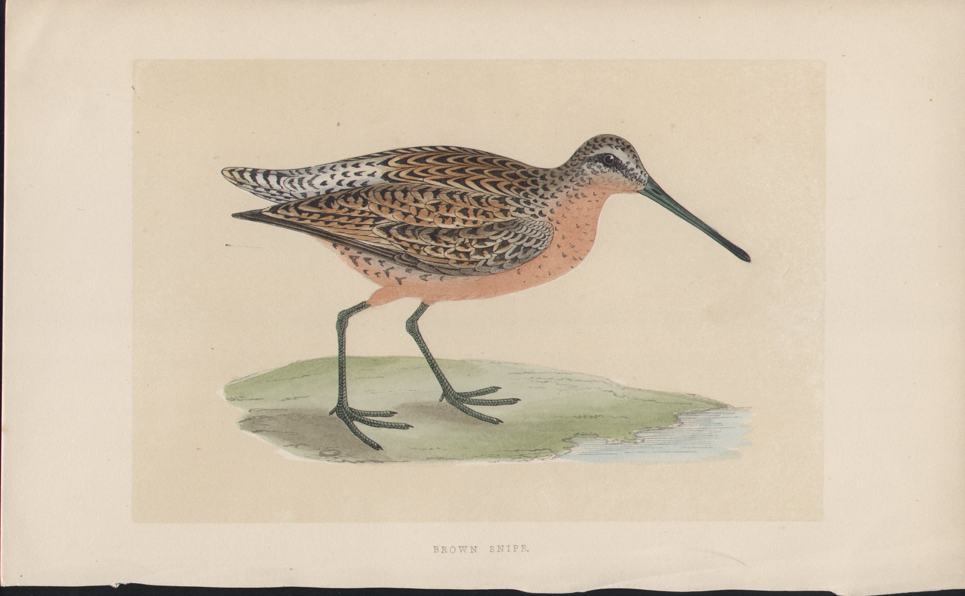 Wood - Brown Snipe - Fawcett